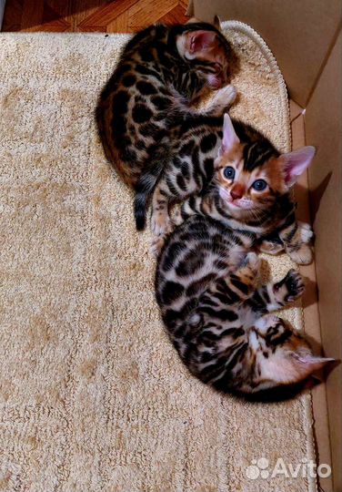 Бенгальская