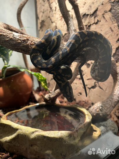 Змея ковровая