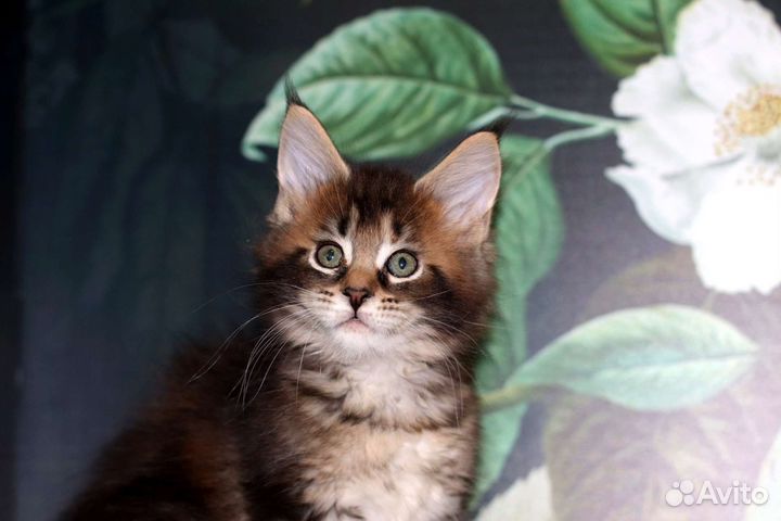 Мейн-кун самый красивый и крупный котенок,питомник