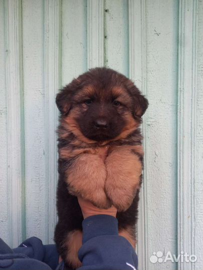 Щенки немецкой овчарки длинношерстной