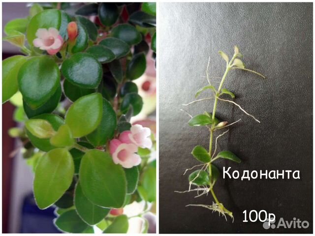 Комнатные растения купить в Самаре | Товары для дома и дачи | Авито