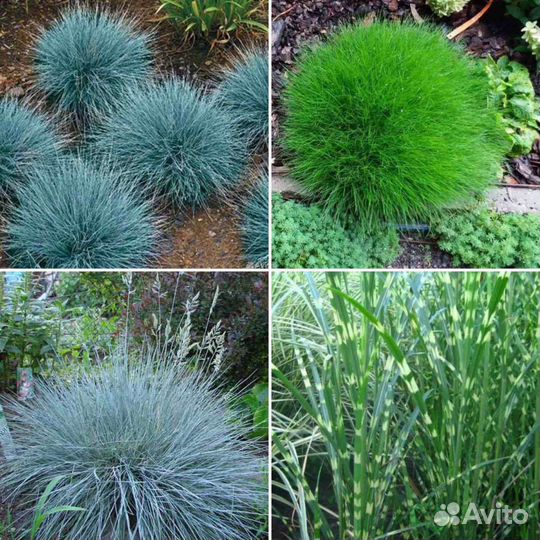 Овсяница сизая