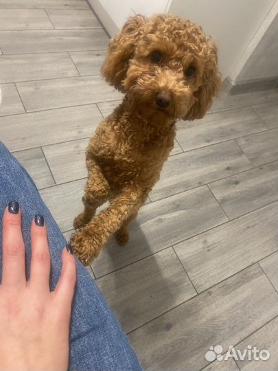 Вязка пудель