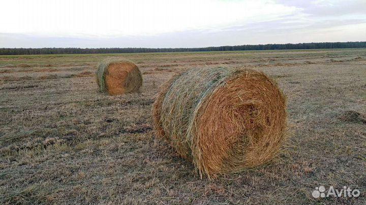 Сено в рулонах