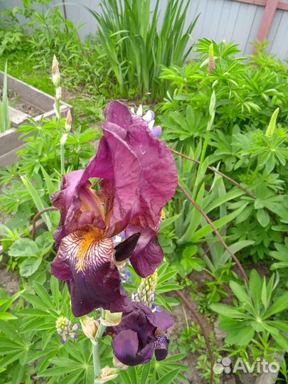 Ирисы садовые