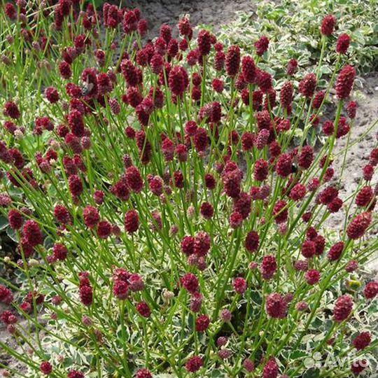 Сангвисорба, хауттюния. Редкие цветы для сада