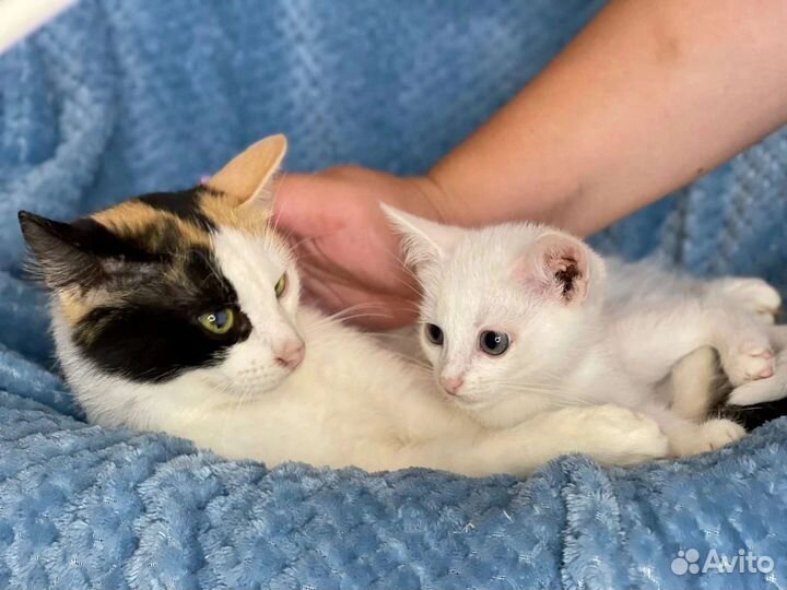 Кошка в дар