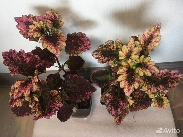 Колеус Русская парча