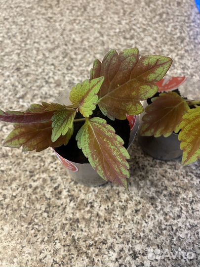 Домашние цветы