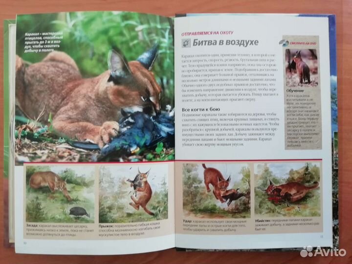 Фильмы про животных на DVD