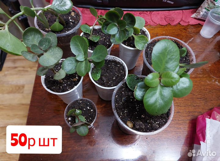 Комнатные цветы колонхоэ