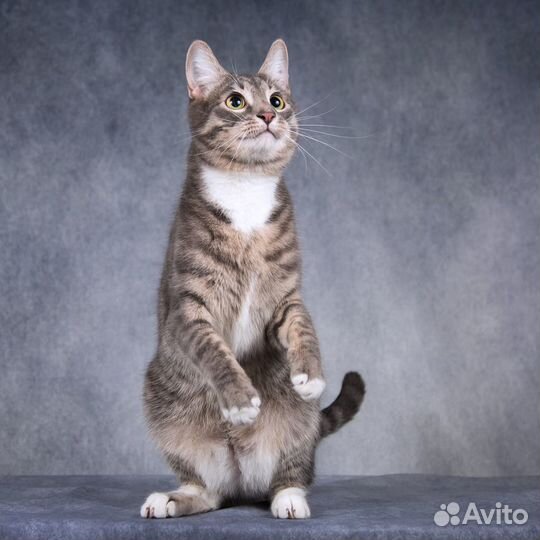 Молодой ласковый кот Стёпка