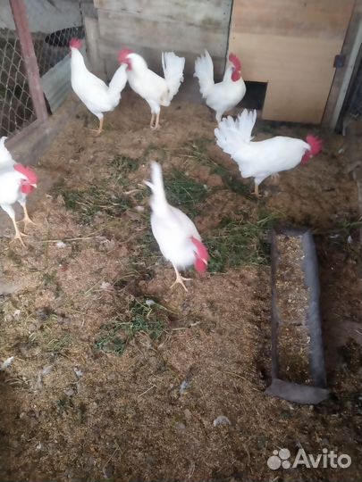 Молодые петухи