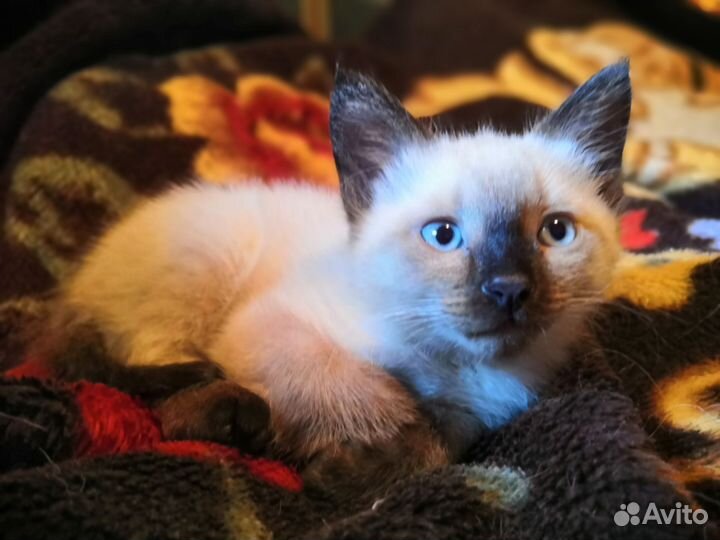 Котенок тайский