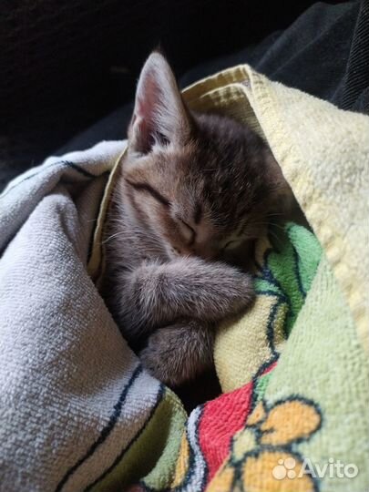 Отдам бесплатно кошку