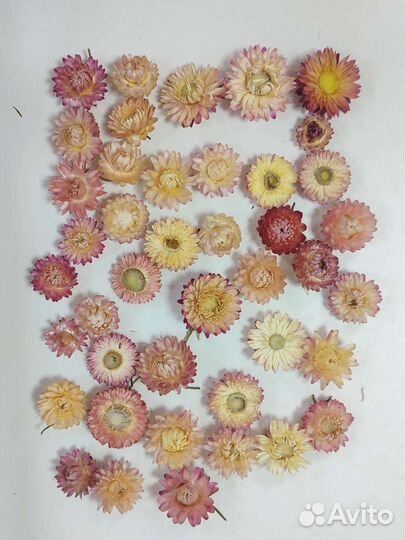 Гелихризум сухоцвет