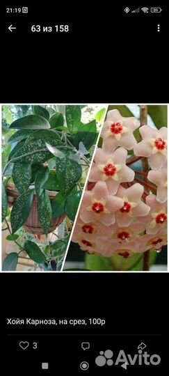 Хойи разные