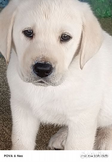 Щенок лабрадора мальчик