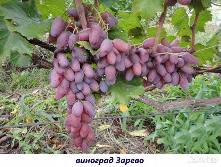 Саженцы винограда