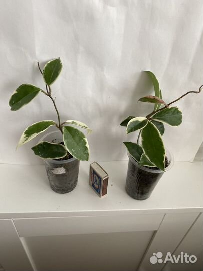 Хойя Кримсон Квин