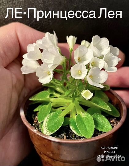 Лист фиалки