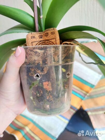 Орхидея Phal. Charming Crystal Water 1287