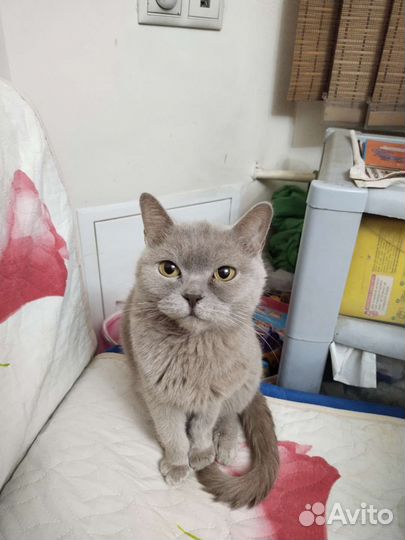 Британская кошечка бесплатно