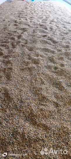 Кукуруза зерно