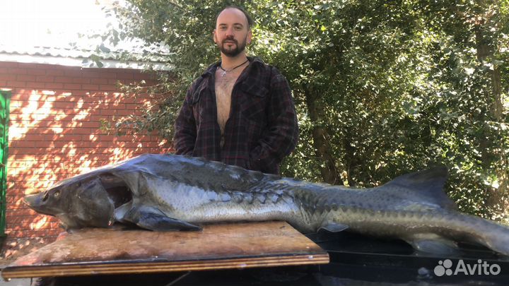 Консультации по рыбоводству и аквакультуре