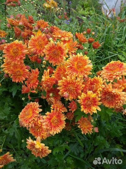 Хризантема