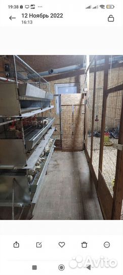 Клетка для бройллеров ш 200 см