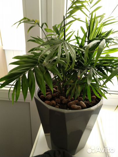 Бенджамина