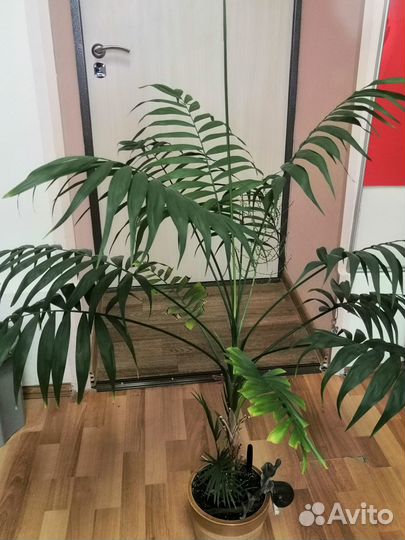 Комнатные цветы