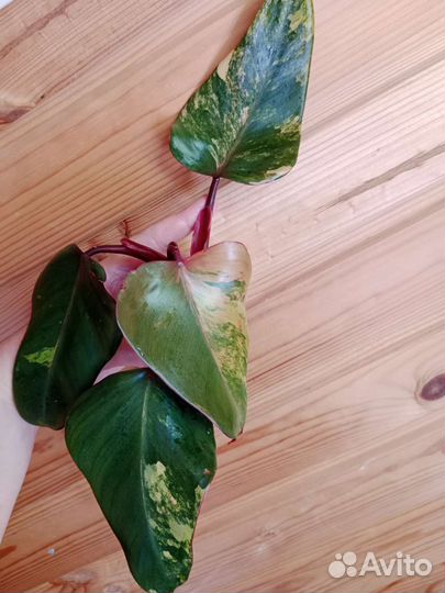 Филодендрон Red Emerald var