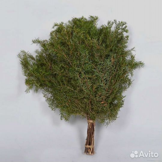 Веники можжевеловые