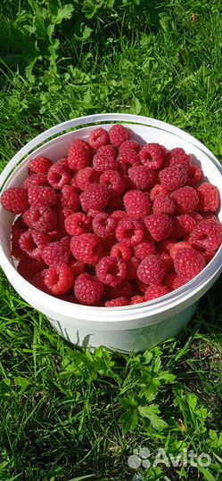 Смородина, малина, черноплодная рябина ягоды