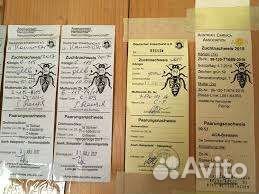 Матки Бакфаст, Карника