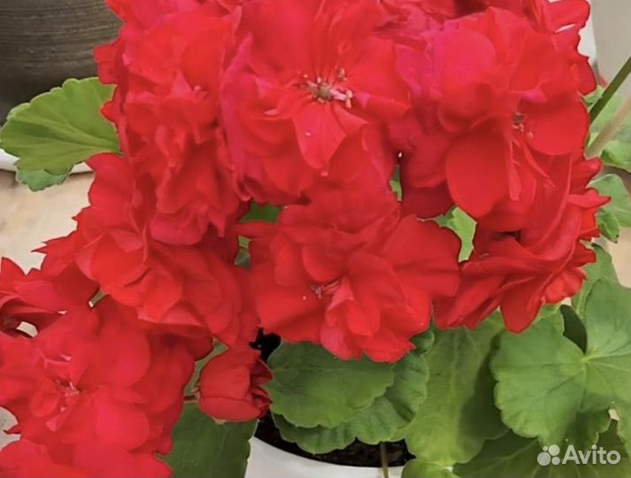 Пеларгония