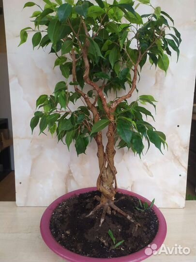 Бонсай Фикус бенджамина