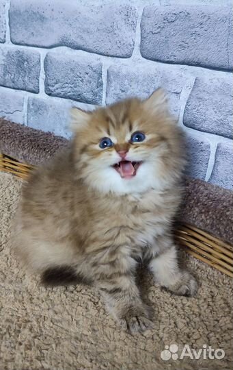Купить котенка