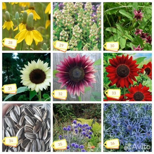 Семена цветов