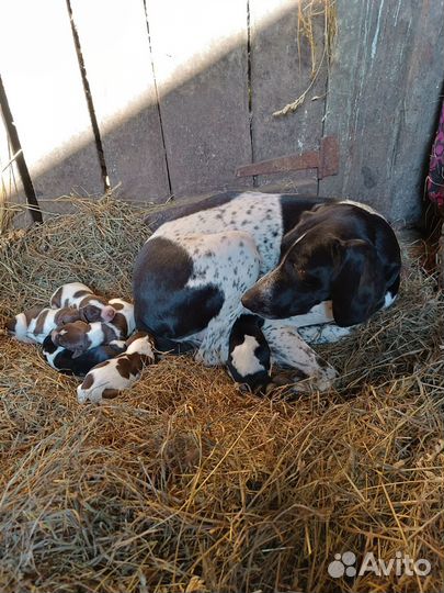 Собака курцхаар щенки