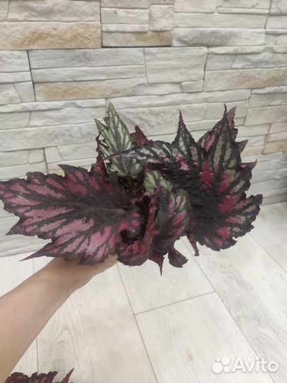 Бегония сортовая