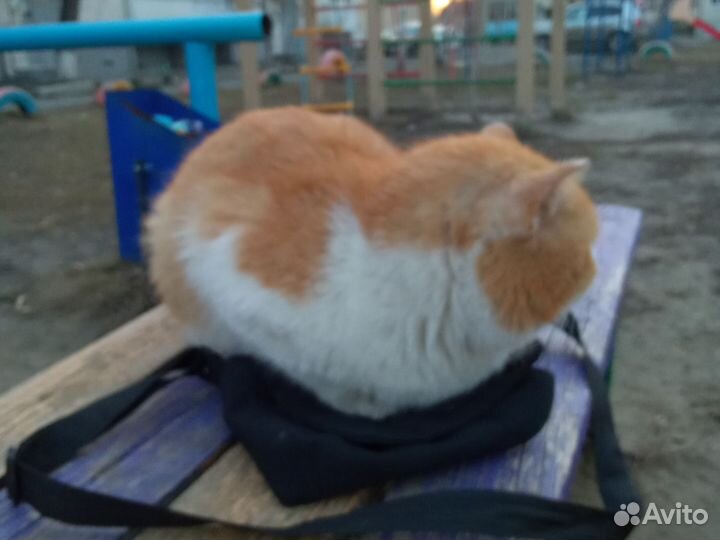 Кот в добрые руки мальчик