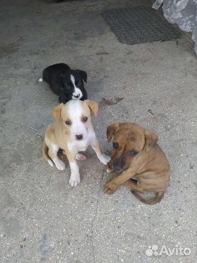 Щенки мальчики