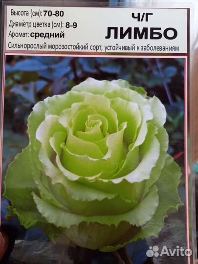 Саженцы роз многолетние морозостойкие