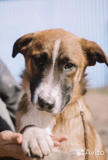 Собака бесплатно