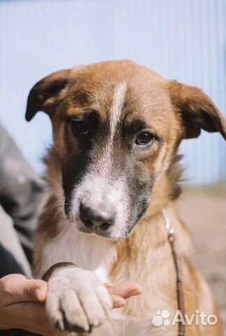 Собака бесплатно