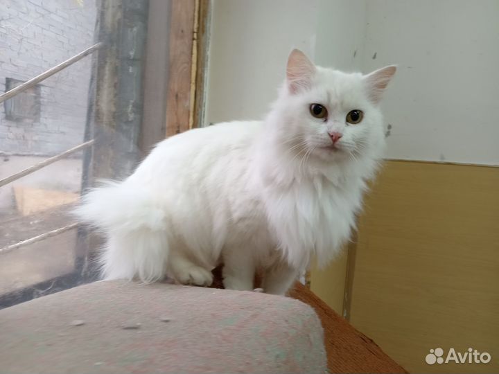 Белоснежка кошка