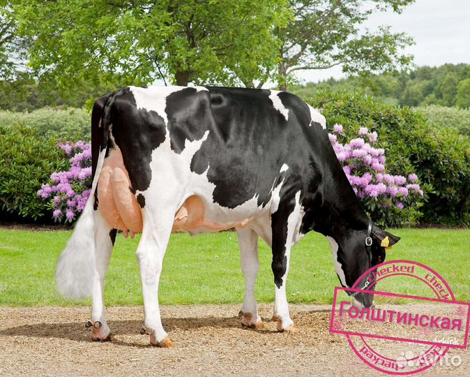 Искусственное осеменение коров и телок